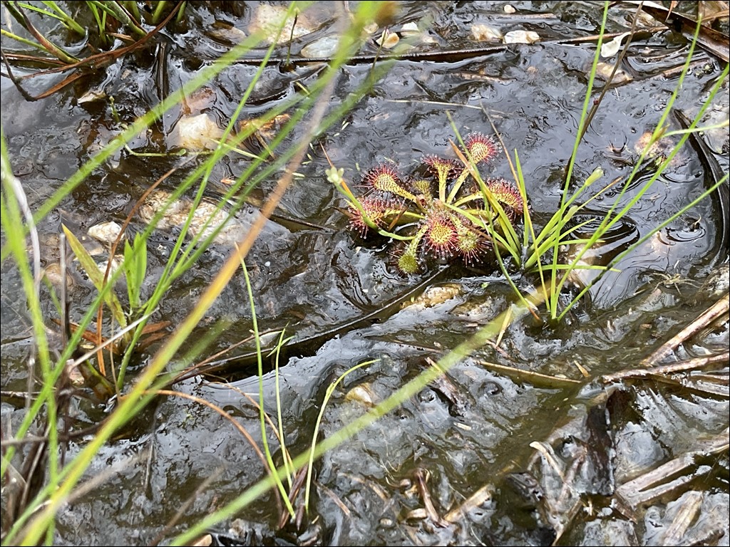 3年生　大森奥山湿地群見学